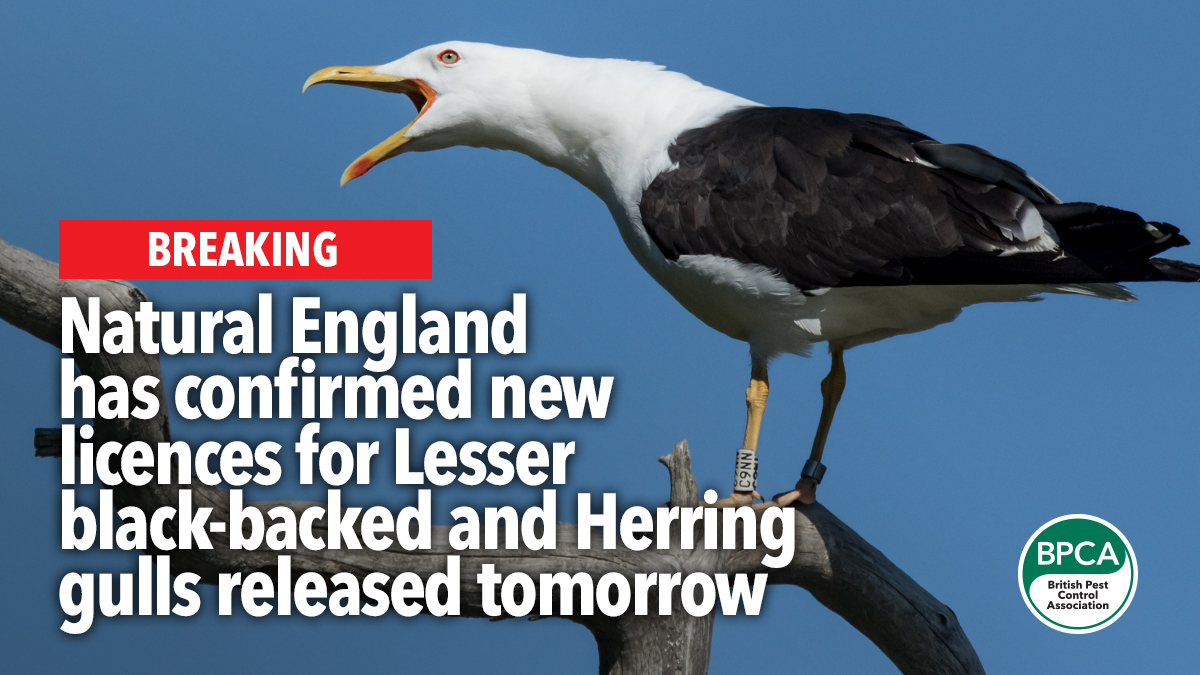 new licences released tomorrow gulls new licences released tomorrow gulls